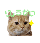 かわいい猫の日常使えるスタンプ（個別スタンプ：2）