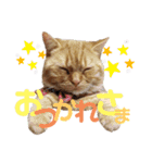 かわいい猫の日常使えるスタンプ（個別スタンプ：3）
