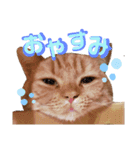 かわいい猫の日常使えるスタンプ（個別スタンプ：4）
