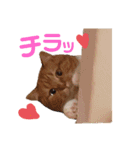 かわいい猫の日常使えるスタンプ（個別スタンプ：5）