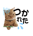 かわいい猫の日常使えるスタンプ（個別スタンプ：7）