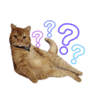 かわいい猫の日常使えるスタンプ（個別スタンプ：8）