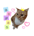 かわいい猫の日常使えるスタンプ（個別スタンプ：9）