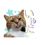 かわいい猫の日常使えるスタンプ（個別スタンプ：10）