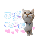 かわいい猫の日常使えるスタンプ（個別スタンプ：11）