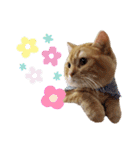 かわいい猫の日常使えるスタンプ（個別スタンプ：12）