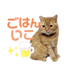 かわいい猫の日常使えるスタンプ（個別スタンプ：13）