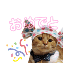 かわいい猫の日常使えるスタンプ（個別スタンプ：15）