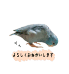 ピスタチオとブルー2（個別スタンプ：12）