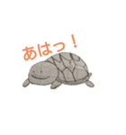 愉快なカメ吉（個別スタンプ：1）