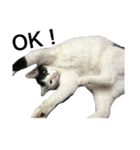 PETs_01（個別スタンプ：1）