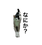 PETs_01（個別スタンプ：2）
