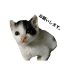 PETs_01（個別スタンプ：3）