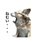 PETs_01（個別スタンプ：5）