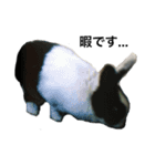 PETs_01（個別スタンプ：6）
