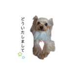 lipine family（個別スタンプ：13）