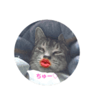 猫ポッポ（個別スタンプ：1）