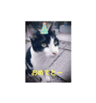 猫ポッポ（個別スタンプ：2）