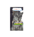 猫ポッポ（個別スタンプ：4）