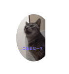 猫ポッポ（個別スタンプ：5）