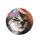 猫ポッポ（個別スタンプ：8）