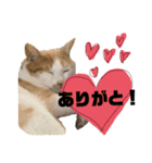 にやーの生活（個別スタンプ：7）