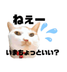 にやーの生活（個別スタンプ：8）