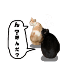にやーの生活（個別スタンプ：11）