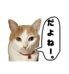 にやーの生活（個別スタンプ：12）
