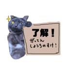 にやーの生活（個別スタンプ：13）