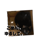 にやーの生活（個別スタンプ：15）