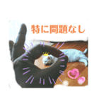 私のお気に入りファミリー7（個別スタンプ：4）