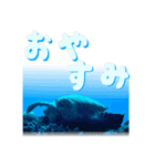 沖縄の海の魚たち（個別スタンプ：1）