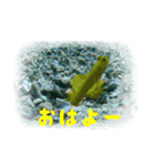 沖縄の海の魚たち（個別スタンプ：6）