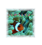 沖縄の海の魚たち（個別スタンプ：9）