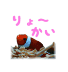 沖縄の海の魚たち（個別スタンプ：10）