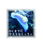 沖縄の海の魚たち（個別スタンプ：12）