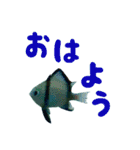 沖縄の海の魚たち（個別スタンプ：14）