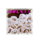 沖縄の海の魚たち（個別スタンプ：16）
