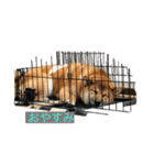 ToRa 柴犬2（個別スタンプ：1）
