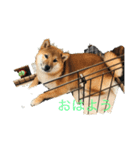 ToRa 柴犬2（個別スタンプ：2）