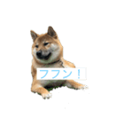 ToRa 柴犬2（個別スタンプ：3）