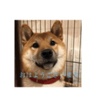 ToRa 柴犬2（個別スタンプ：4）