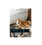 ToRa 柴犬2（個別スタンプ：5）