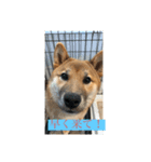 ToRa 柴犬2（個別スタンプ：6）
