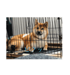 ToRa 柴犬2（個別スタンプ：7）