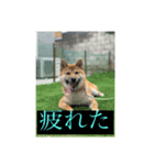ToRa 柴犬2（個別スタンプ：8）