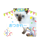 サンカクさん家のぬこたち（個別スタンプ：1）