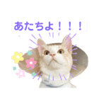 サンカクさん家のぬこたち（個別スタンプ：3）