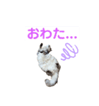 サンカクさん家のぬこたち（個別スタンプ：4）
